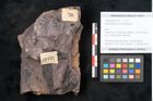 Foto (Objekt + Etikett) von Odontopteris minor Brongniart (NHMW-GEO-2024-0188-10727)